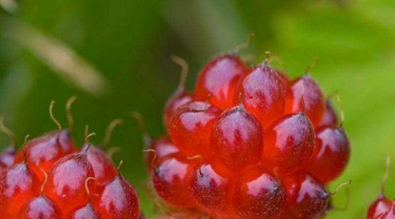 Княженика — царская ягода